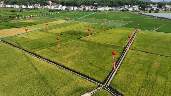湘东区现代化制种基地，数智赋能让“赣鄱粮仓”更有底气！