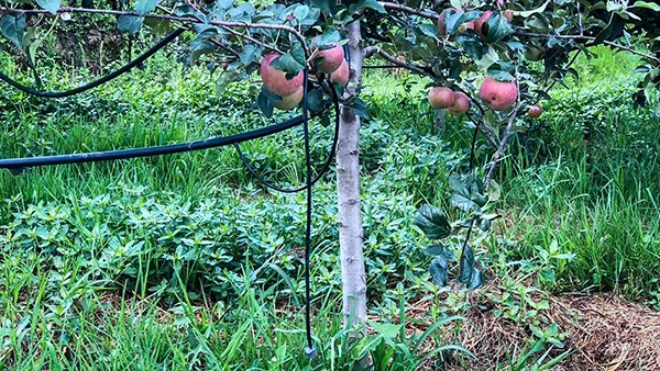 石林县引进好色APP在线观看水肥一体化技术打造高原生态农业示范区