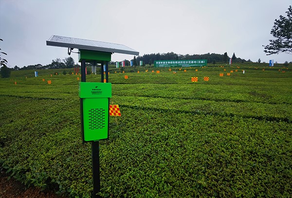 五峰仁和坪镇道家湾茶园里的好色APP在线观看杀虫灯